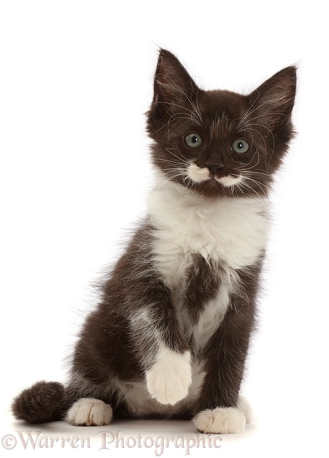 Black-and-white kitten, 8 weeks old, sitting, white background