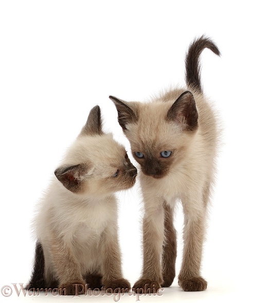 Two Siamese x Ragdoll kittens, 7 weeks old, close faces, white background
