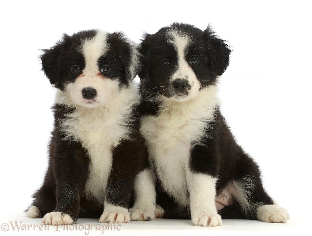 Two Black-and-white Border Collie puppies, sitting, white background