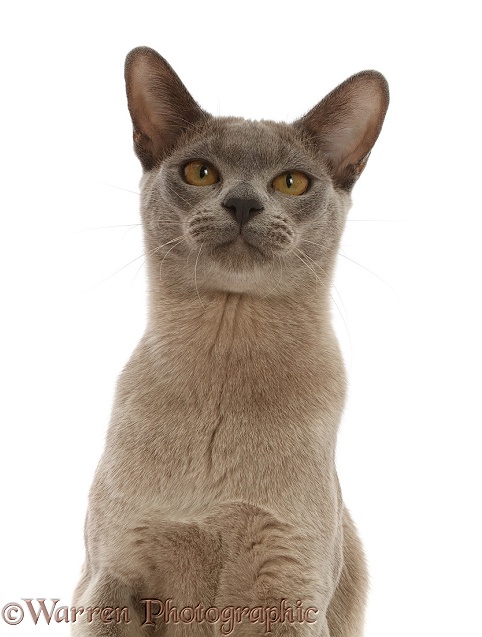 Blue Burmese cat portrait, white background