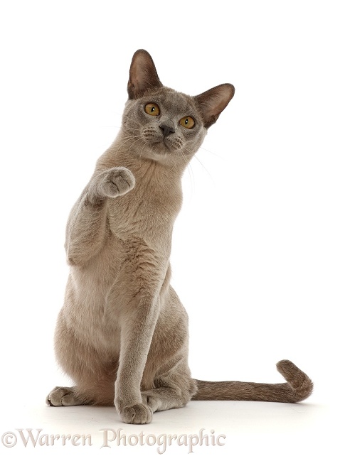 Blue Burmese cat sitting and pointing, white background