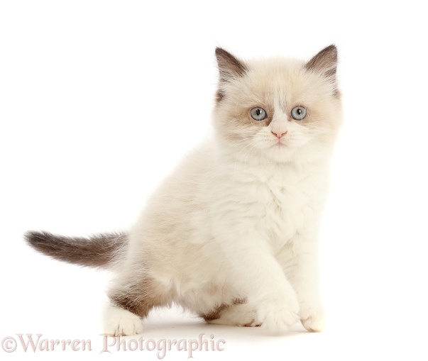 Persian-x-Ragdoll kitten, 7 weeks old, white background