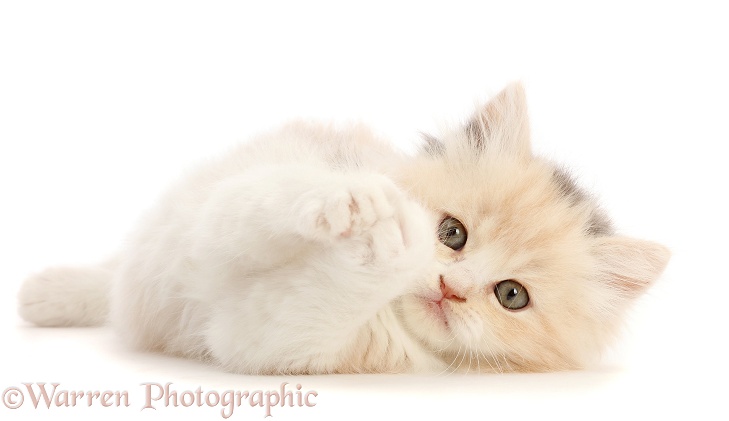 Cream tortoiseshell kitten, 5 weeks old, lying on her side, white background