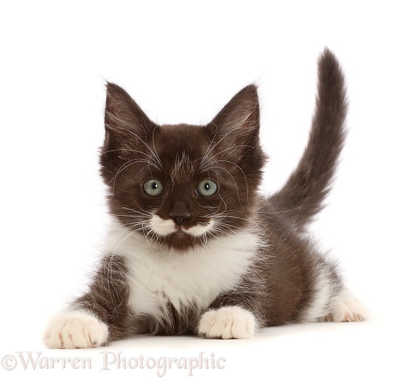 Characterful smoke Black-and-white kitten, white background