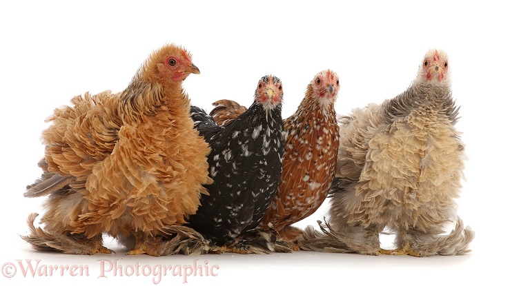 Four Bantam, chickens, 15 weeks old, white background
