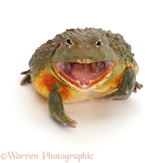 African Bullfrog (Pyxicephalus adspersus), eating a mealworm, white background