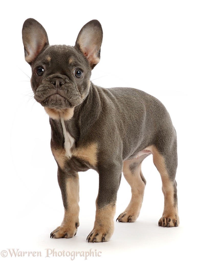 Blue-and-tan French Bulldog puppy standing, white background