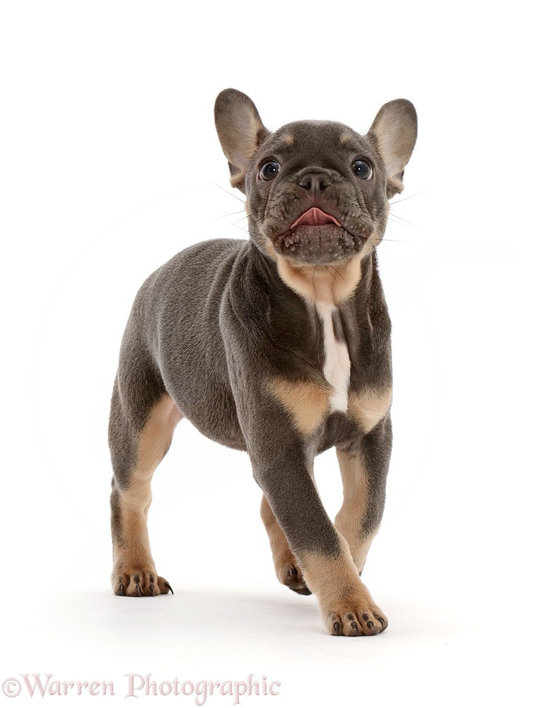 Blue-and-tan French Bulldog puppy trotting, white background