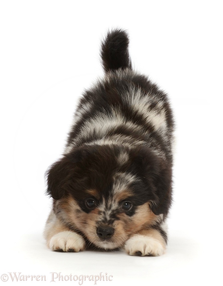 Playful Mini American Shepherd puppy in play-bow, white background