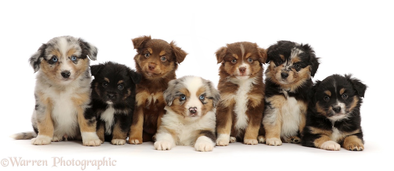 Seven Mini American Shepherd puppy, 7 weeks old, white background