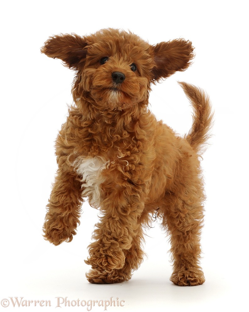 Playful Red Cavapoo puppy, white background