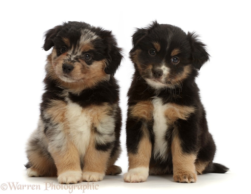 Mini American Shepherd puppies, white background