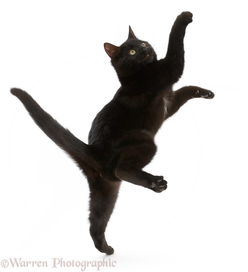 Black kitten jumping and reaching up, white background
