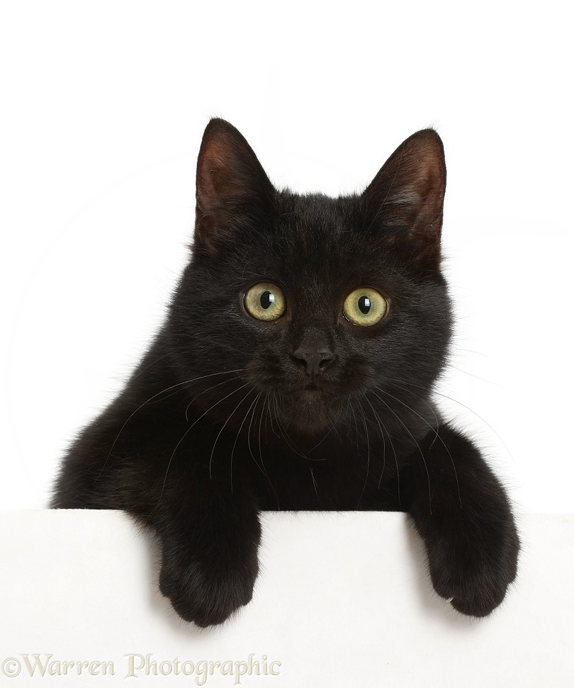 Black kitten paws over, white background