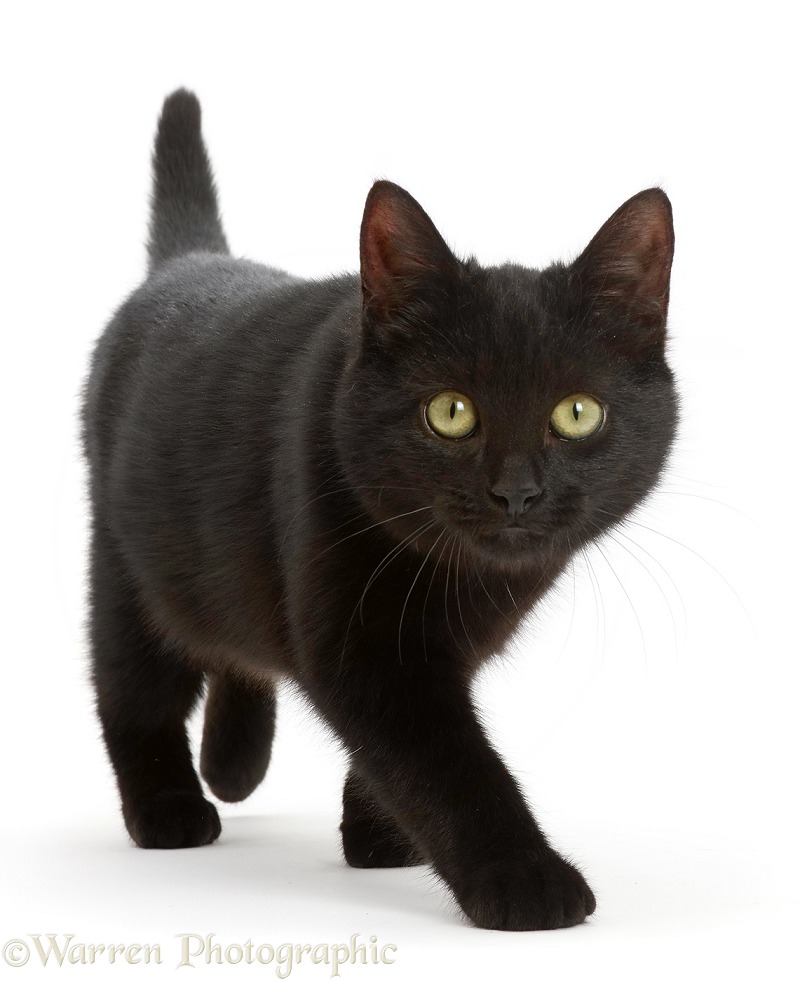 Black kitten walking, white background