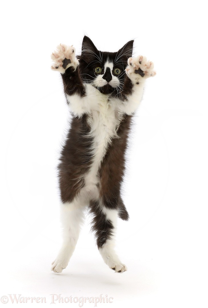 Black-and-white kitten jumping up and reaching out both paws, white background