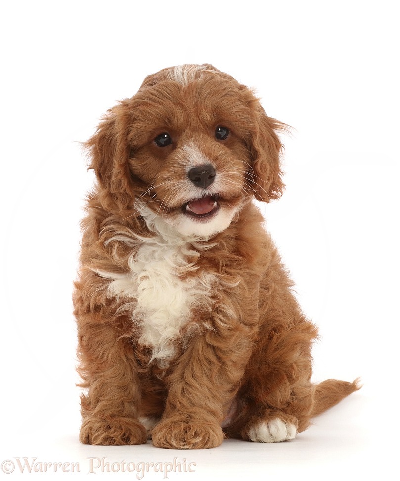 Cavapoo puppy sitting, white background