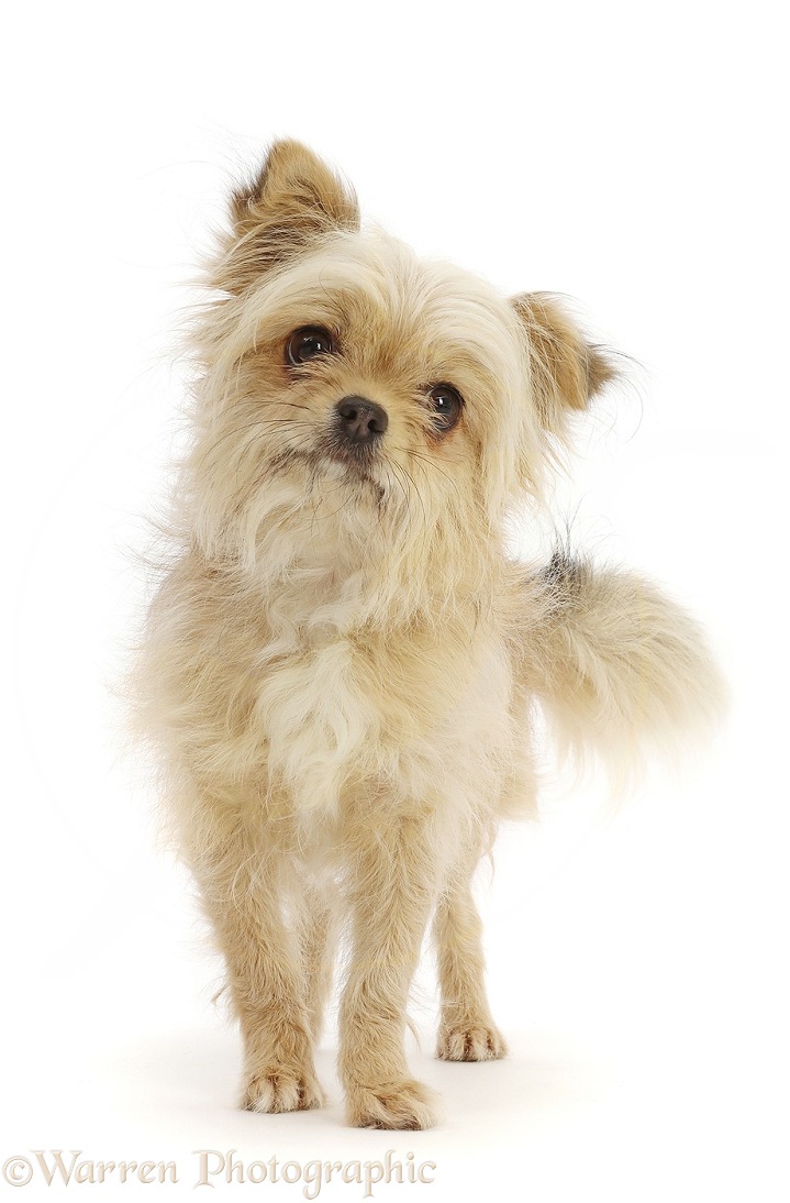 Chihuahua cross bitch standing, white background