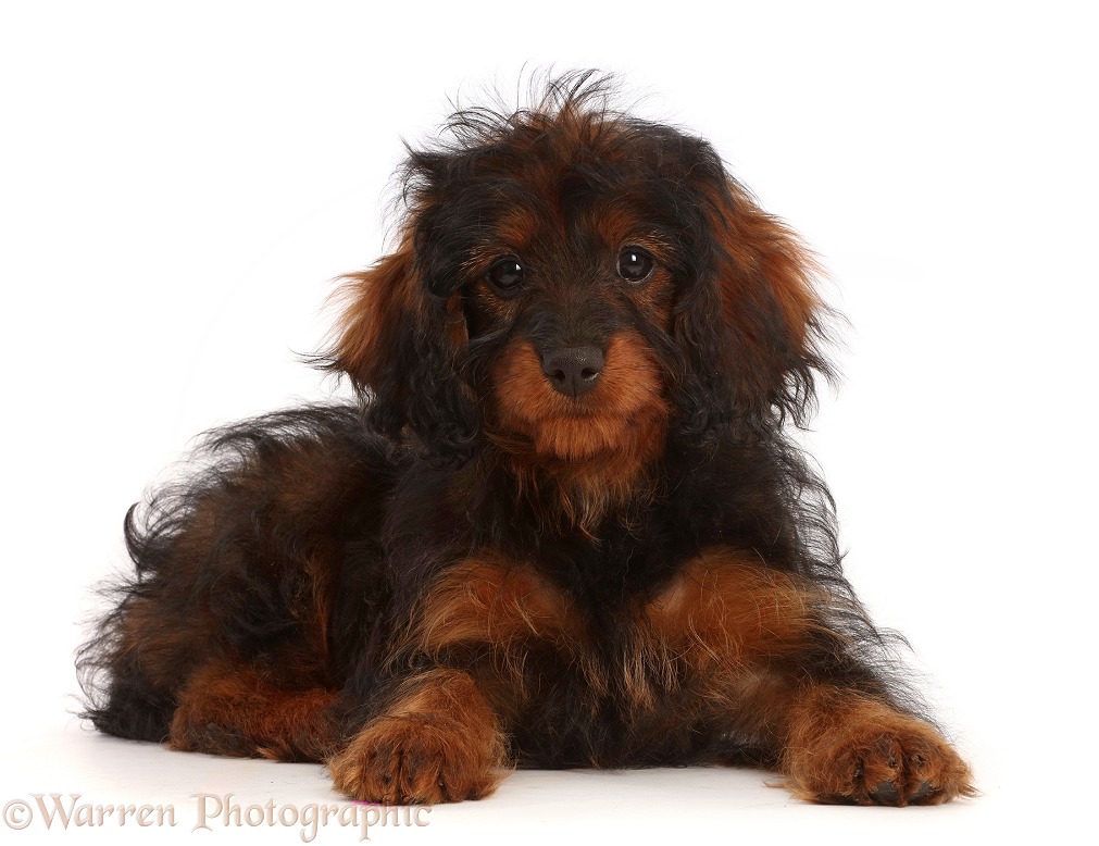 Black-and-tan Cavapoo puppy, white background
