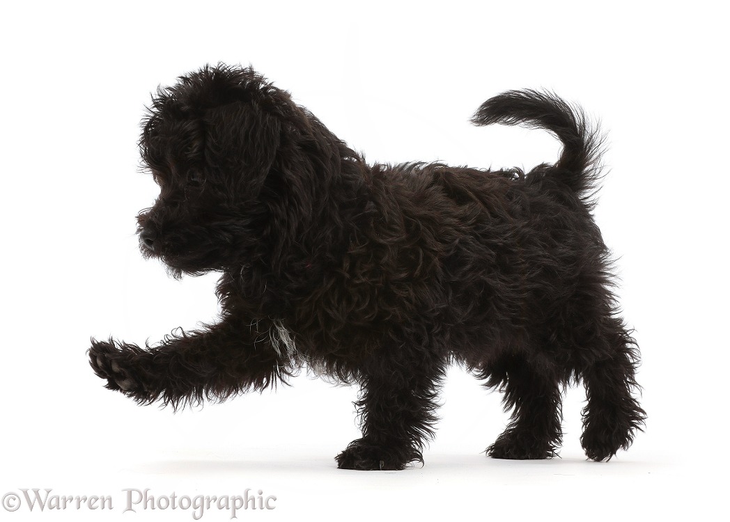 Black Poodle-cross puppy, walking across, white background