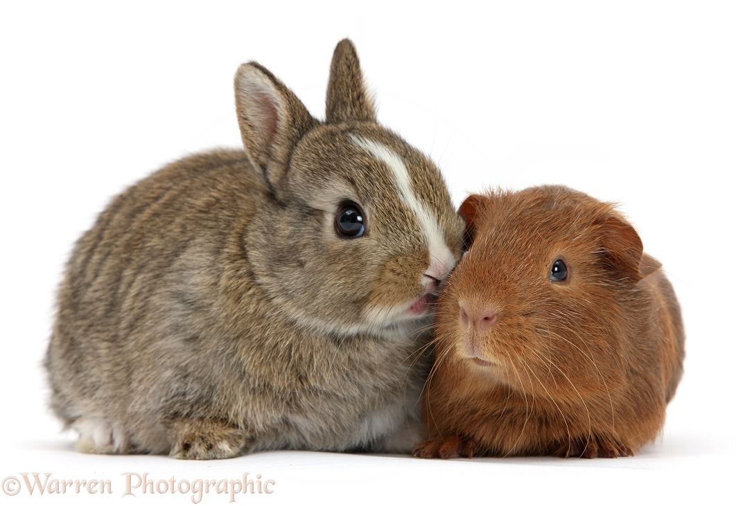 Baby bunny with red baby Guinea pig, white background