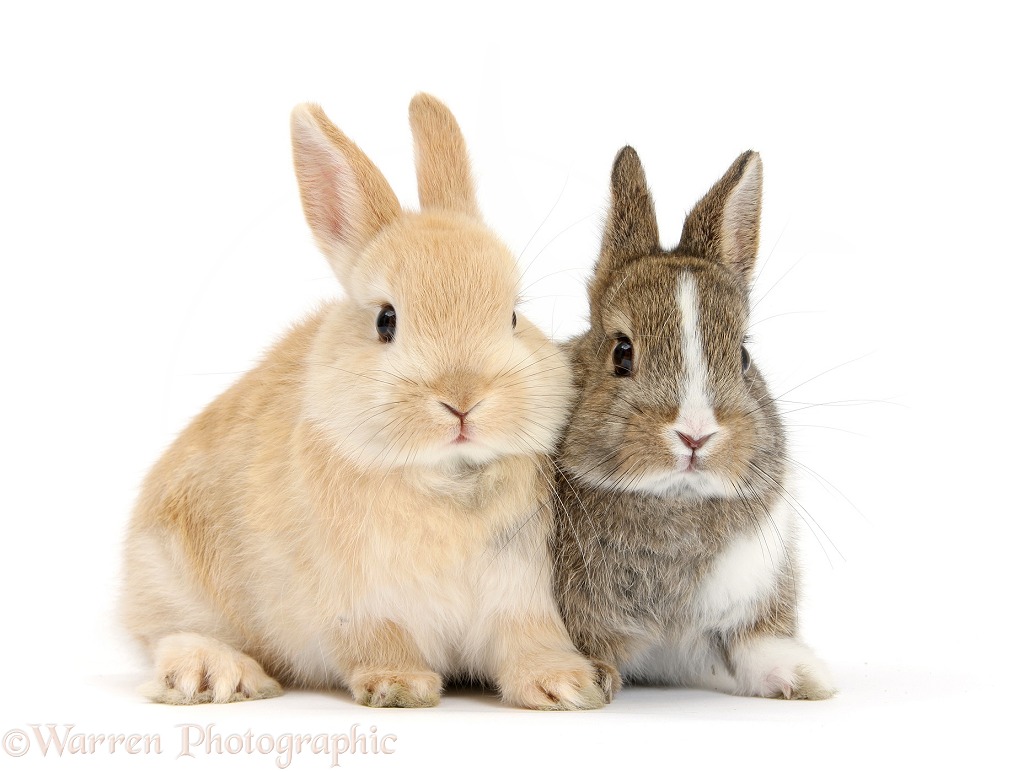 Young Netherland Dwarf cross rabbits, white background