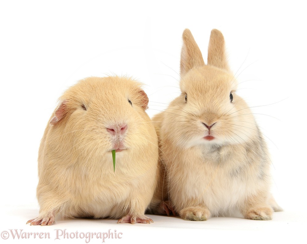 Young bunny with yellow Guinea pig, white background