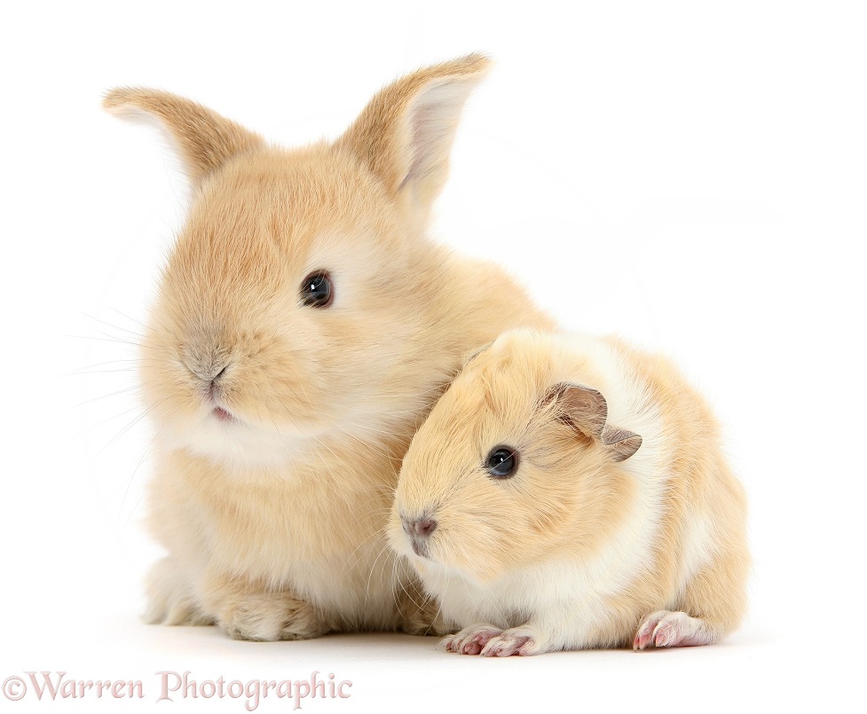 Sandy rabbit with cinnamon-and-white Guinea pig, white background