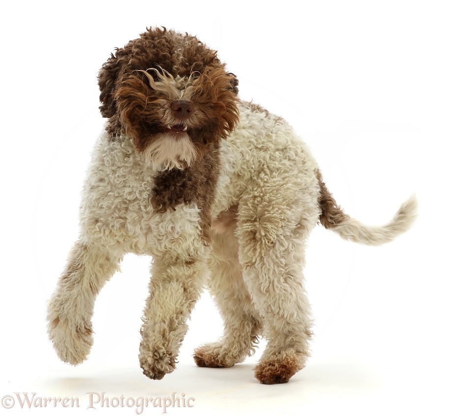 Lagotto Romagnolo jumping up, white background