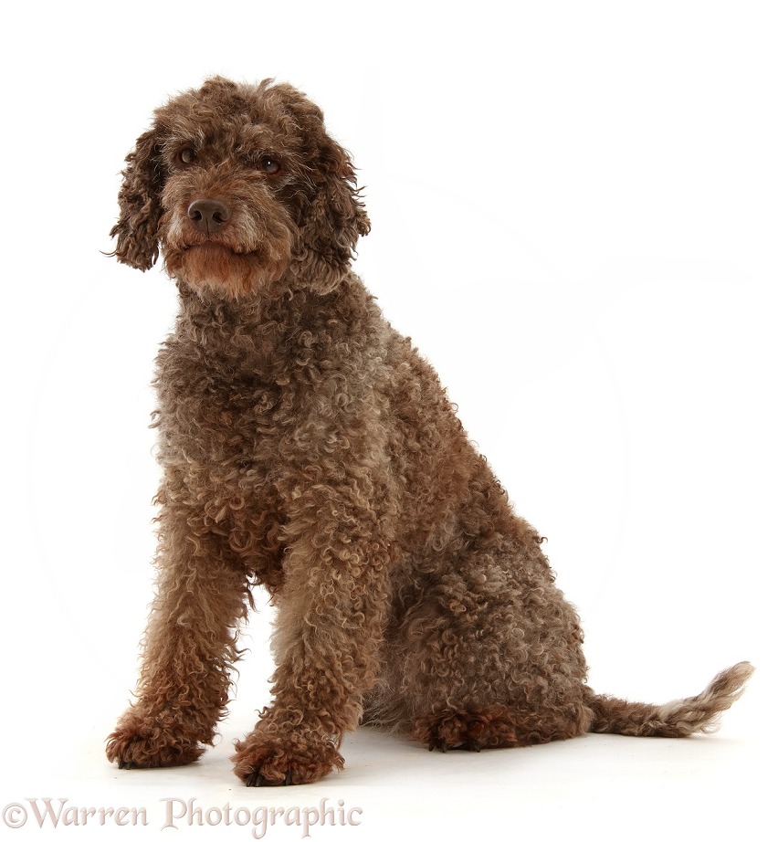 White Lagotto Romagnolo bitch, 9 years old, sitting, white background