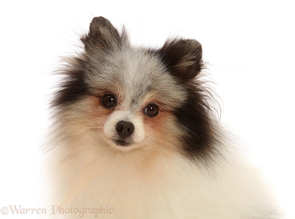 Black-and-white Pomeranian, white background