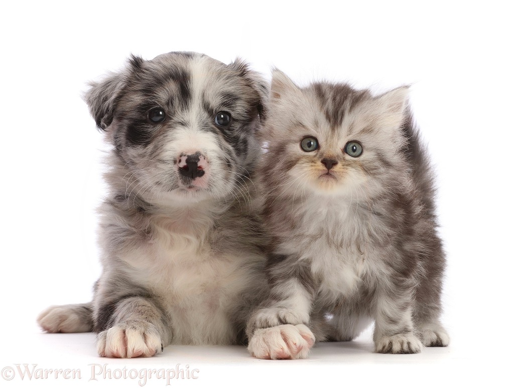 Blue merle Border Collie puppy and silver tabby kitten, white background