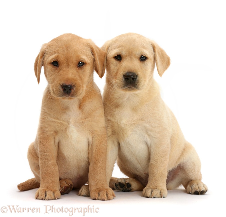 Cute Yellow Labrador Retriever puppies, 8 weeks old, sitting together, white background
