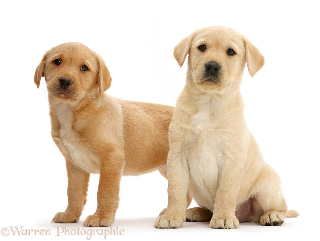 Cute Yellow Labrador Retriever puppies, 8 weeks old, white background
