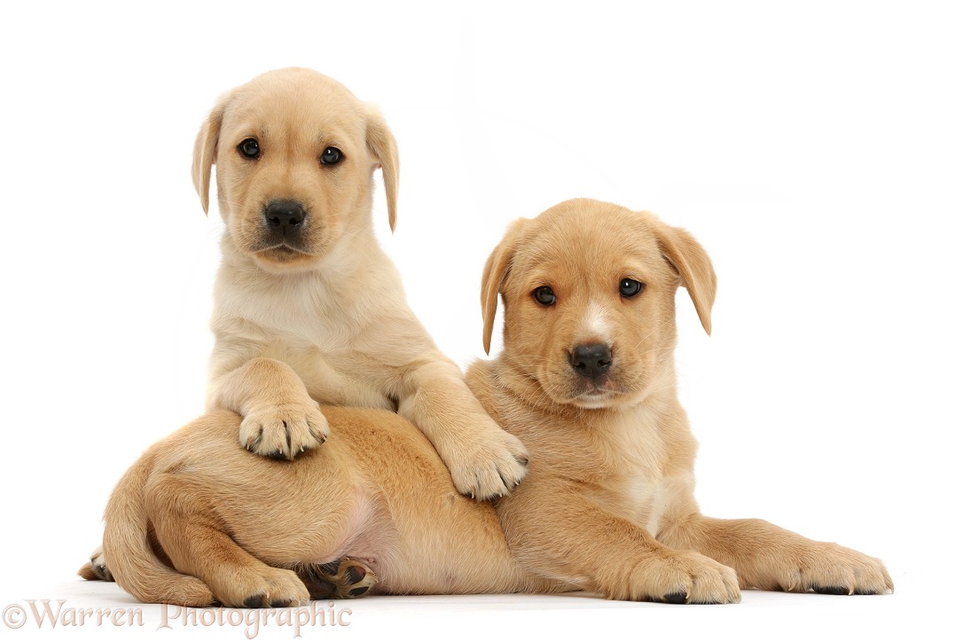Cute Yellow Labrador Retriever puppies, 8 weeks old, lounging together, white background