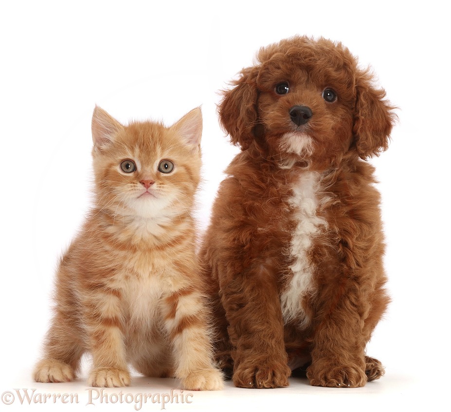Ginger kitten and Cavapoo puppy, white background