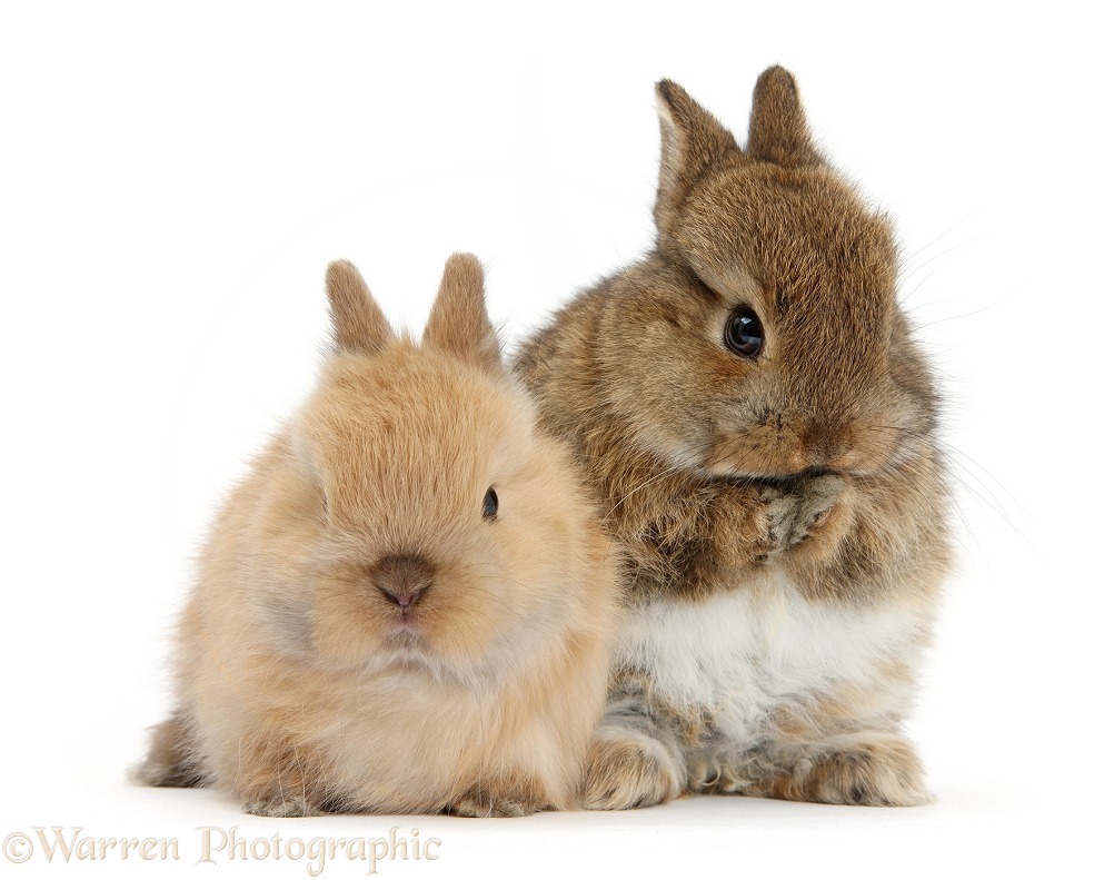 Two cute baby Netherland Dwarf bunnies, one washing, white background