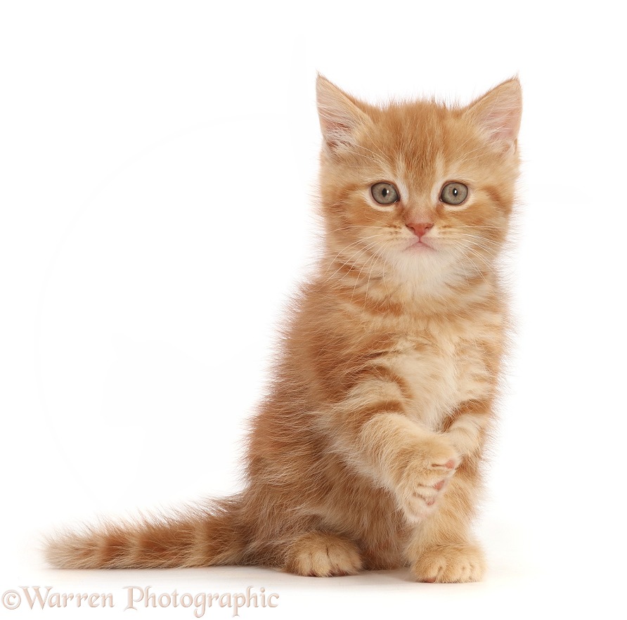 Sweet little ginger kitten offering a pawshake, white background