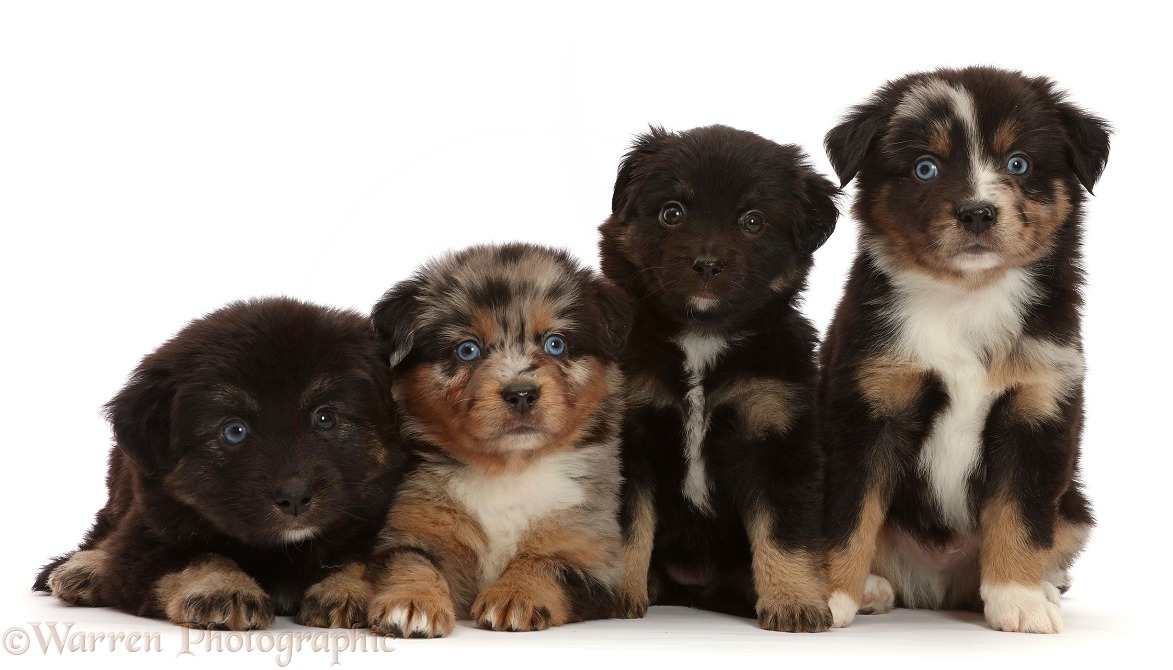 Four Mini American Shepherd puppies, 5 weeks old, white background