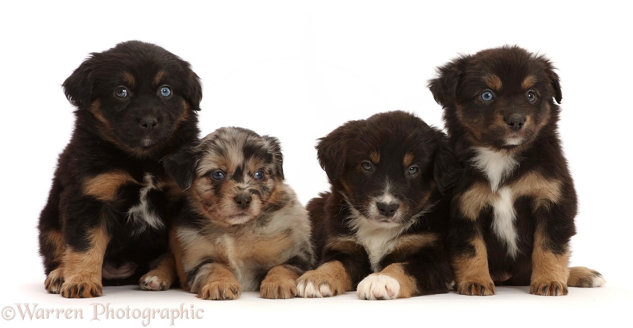 Four Mini American Shepherd puppies, 5 weeks old, white background