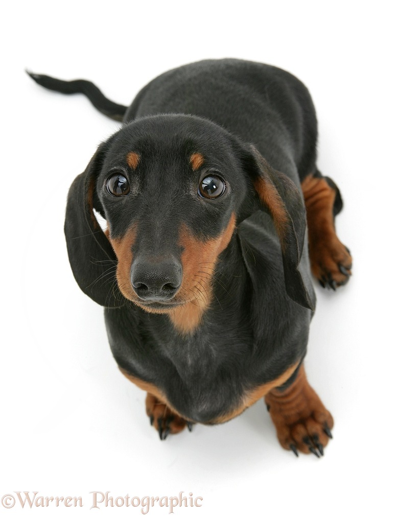 Miniature smooth-haired black-and-tan Dachshund, white background