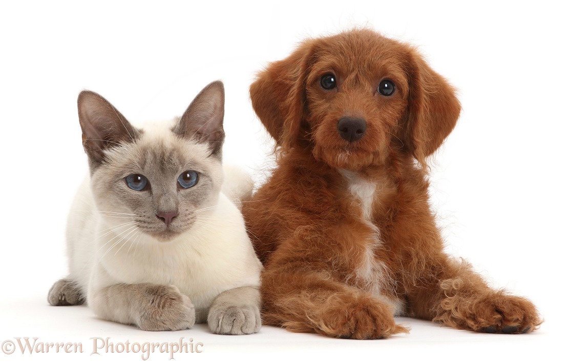 Blue-point Birman-cross cat and red Goldendoodle puppy, white background