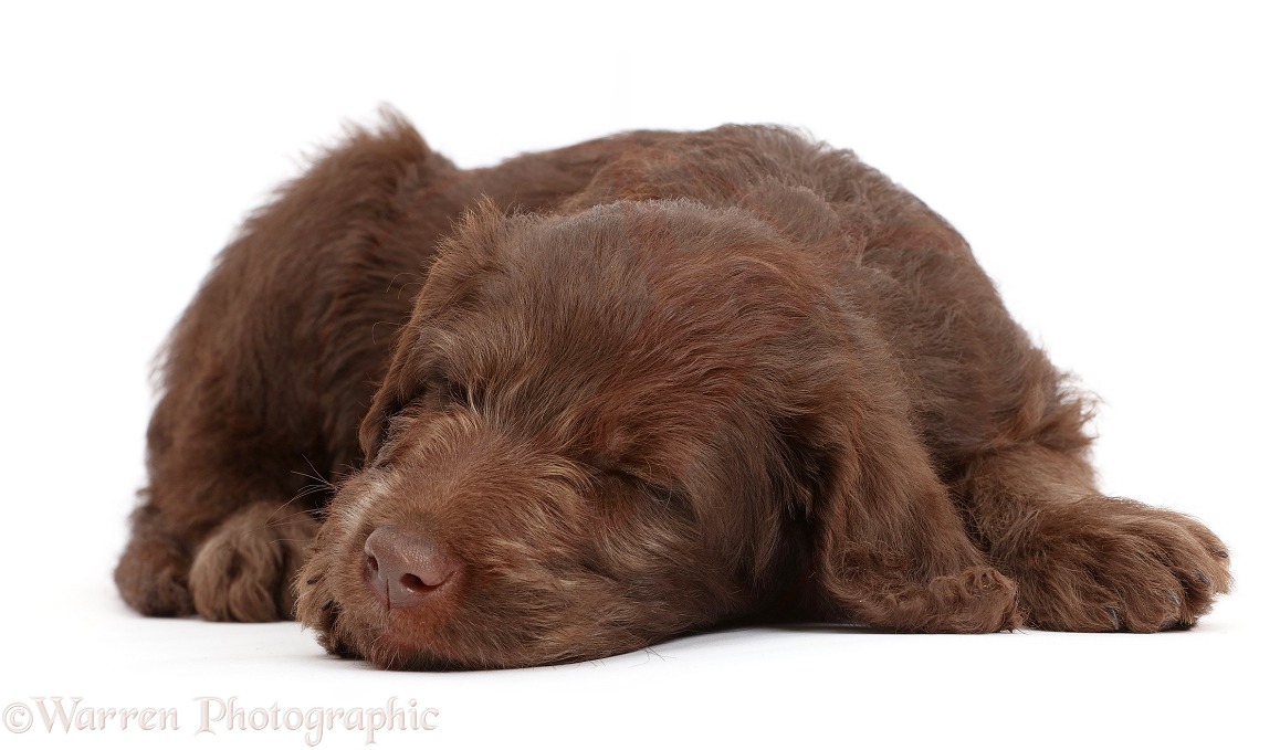Chocolate Labradoodle puppy sleeping, white background