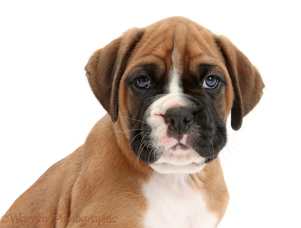 Boxer puppy portrait, white background