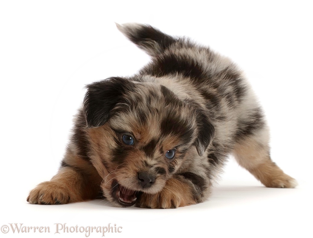 Mini American Shepherd puppy, 5 weeks old, in pay-bow stance, white background