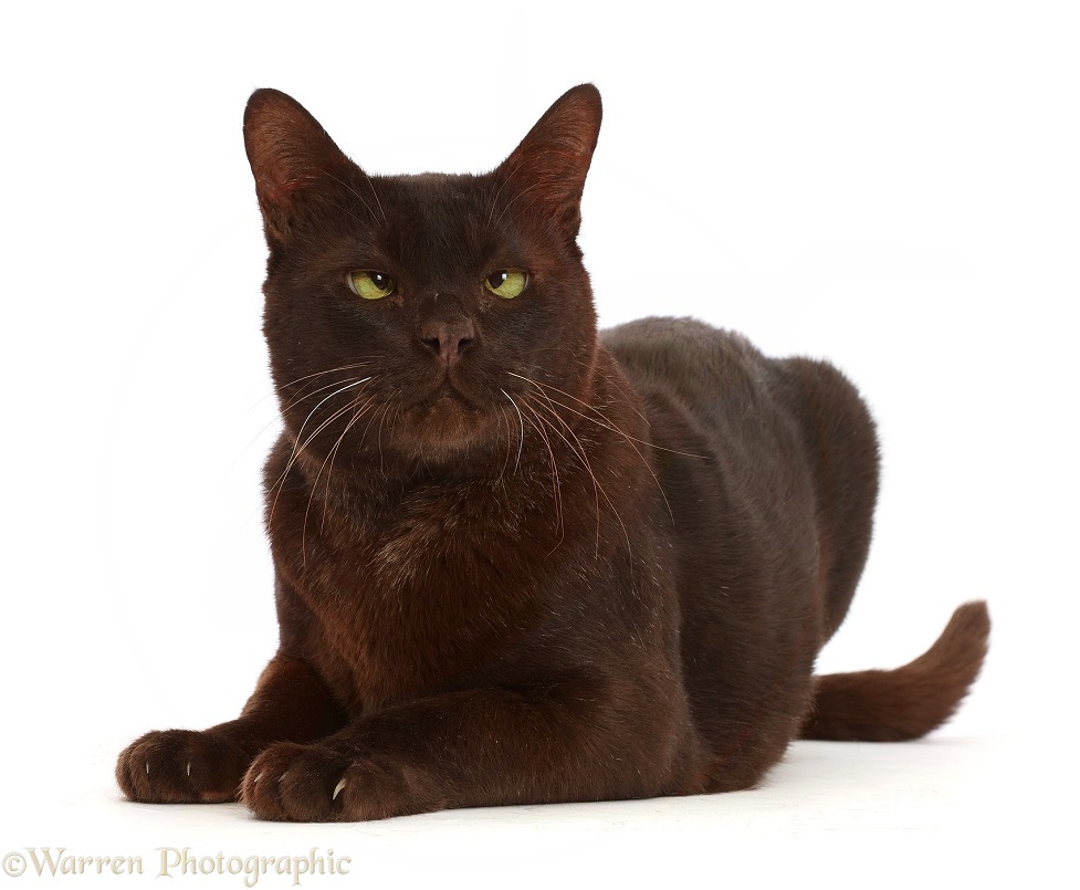 Chocolate Bombay x Burmese female cat, with crossed eyes, white background