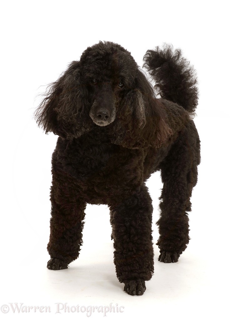 Black Poodle, 9 years old, standing, white background