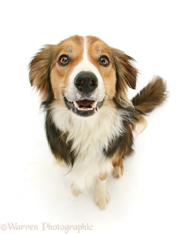 Shaded sable Border Collie dog, Otto, sitting and looking up, white background