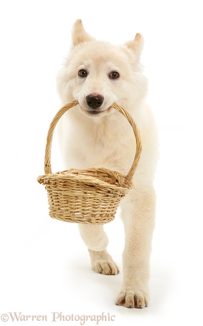 White German Shepherd Dog puppy carrying a basket, white background