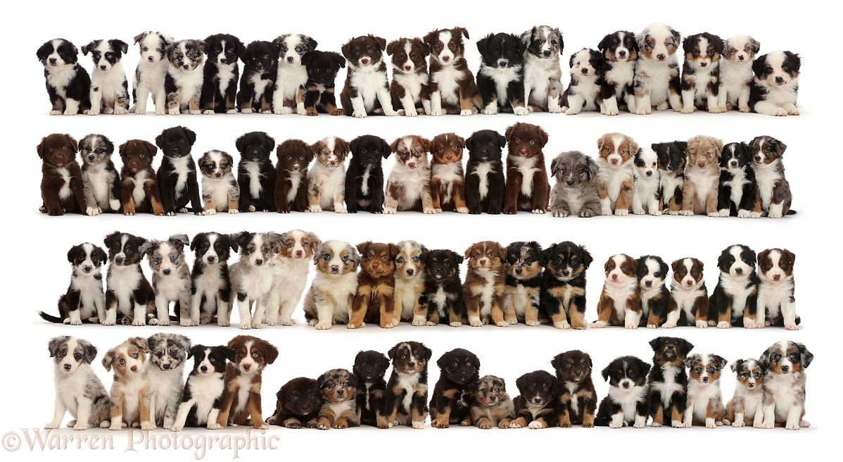Many Mini American Shepherd puppies sitting in rows, white background